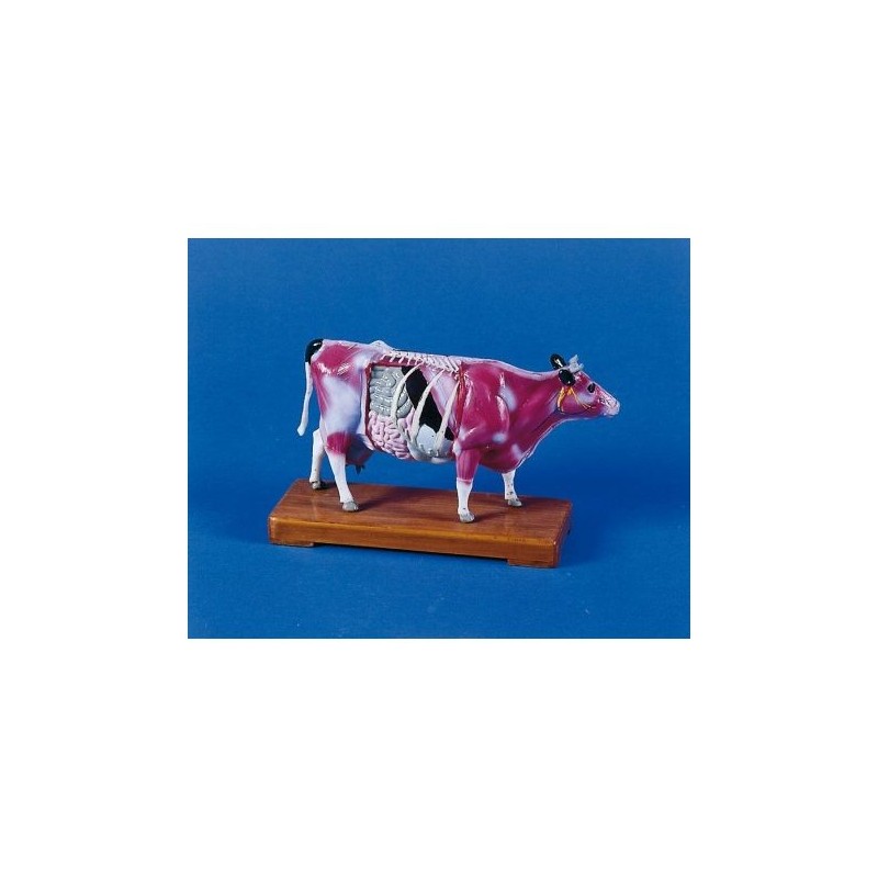 Agopuntura della mucca, modello per addestramento Erler Zimmer 2056