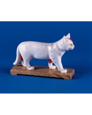 Agopuntura del gatto, modello per addestramento Erler Zimmer 2055 Agopuntura del gatto, modello per addestramento Erler Zimmer 2055