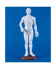 Manichino di uomo per insegnamento dell'agopuntura, modello anatomico Erler Zimmer 2046 Manichino di uomo per insegnamento dell'agopuntura, modello anatomico Erler Zimmer 2046
