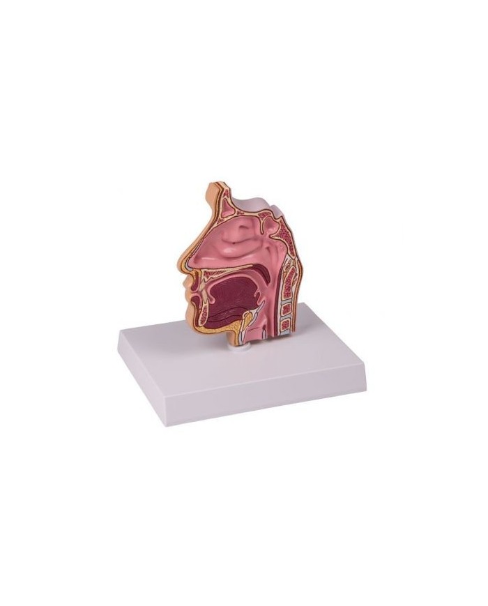 Erler Zimmer, modello anatomico, sezione trasversale di un seno C80