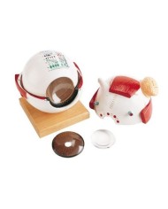 Erler Zimmer,  modello anatomico funzionale di occhio, ingrandito di 6 volte in 5 parti R10123