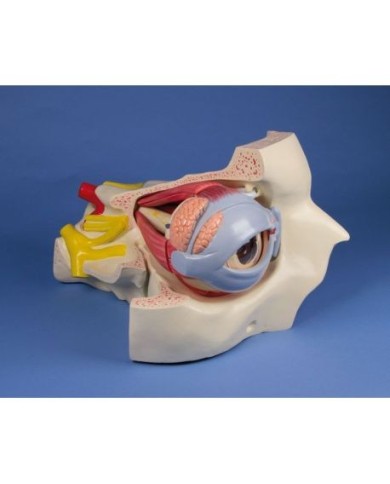 Erler Zimmer,  modello anatomico di occhio con orbita e palpebra, ingrandito di 6 volte in 15 parti F250