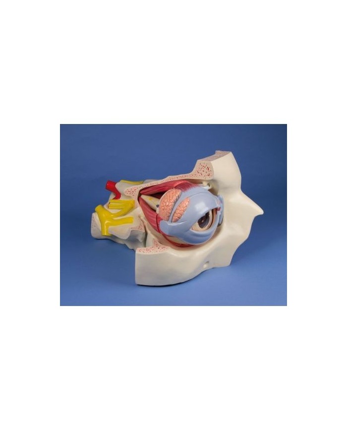 Erler Zimmer,  modello anatomico di occhio con orbita e palpebra, ingrandito di 6 volte in 15 parti F250