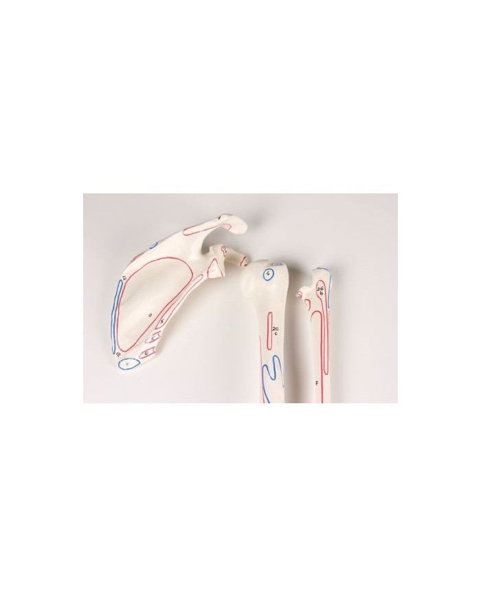 Erler Zimmer, Scheletro smontato con marcatura dei muscoli 3023