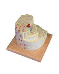 Erler Zimmer, modello didattico di struttura interna dell'osso A92