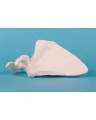 Erler Zimmer, modello anatomico didattico di scapola 3084