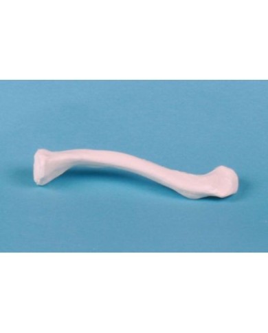 Erler Zimmer, modello anatomico didattico di clavicola 3085