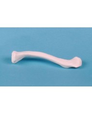 Erler Zimmer, modello anatomico didattico di clavicola 3085