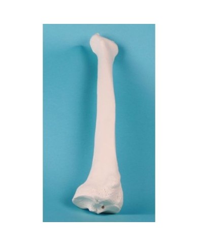 Erler Zimmer, modello anatomico didattico di radio 3082