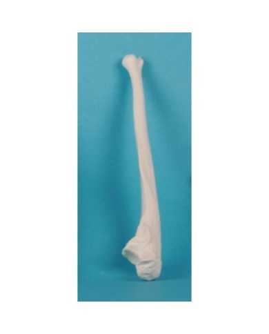 Erler Zimmer, modello anatomico didattico di ulna 3081