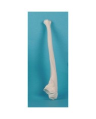 Erler Zimmer, modello anatomico didattico di ulna 3081