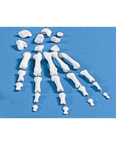 Erler Zimmer, modello anatomico didattico, collezione di ossa della mano 3080 Erler Zimmer, modello anatomico didattico, collezione di ossa della mano 3080