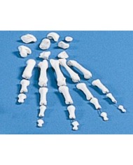 Erler Zimmer, modello anatomico didattico, collezione di ossa della mano 3080