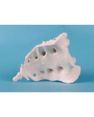 Erler Zimmer, modello anatomico didattico di osso sacro con coccige 3060