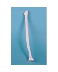 Erler Zimmer, modello anatomico didattico di perone 3052