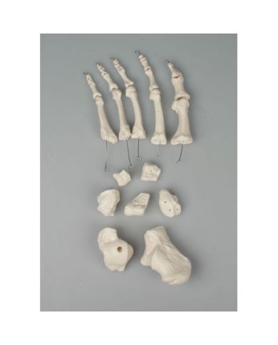 Erler Zimmer, modello anatomico didattico di ossa dello scheletro del  piede 3050 Erler Zimmer, modello anatomico didattico di ossa dello scheletro del  piede 3050