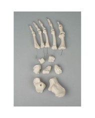 Erler Zimmer, modello anatomico didattico di ossa dello scheletro del  piede 3050