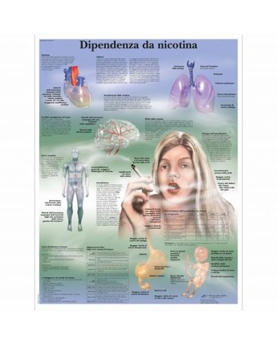 3B Scientific, tavola anatomica, Dipendenza da Nicotina (cod, VR4793UU) 3B Scientific, tavola anatomica, Dipendenza da Nicotina (cod, VR4793UU)