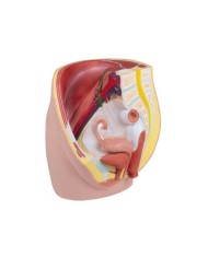 Erler Zimmer, modello anatomico di pelvi femminile in 3 parti H210