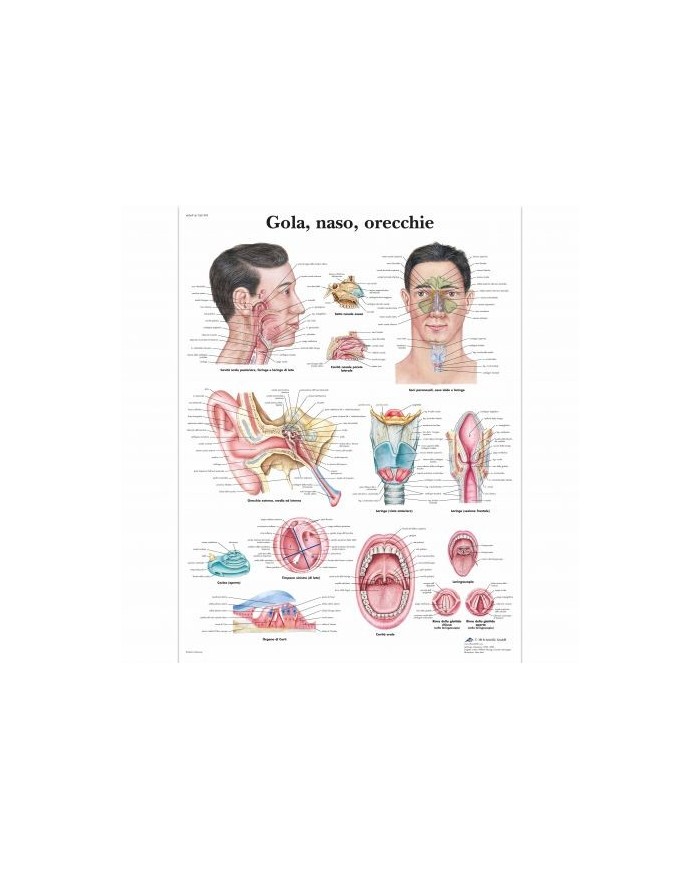 3B Scientific, tavola anatomica, Gola, naso, orecchie (cod, VR4247L )
