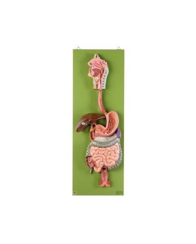 Apparato digerente in 3 parti, Modello anatomico SOMSO JS2/2