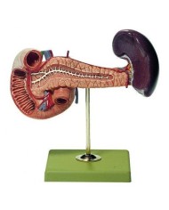 Pancreas, Milza, Duodeno, Modello anatomico SOMSO JS11