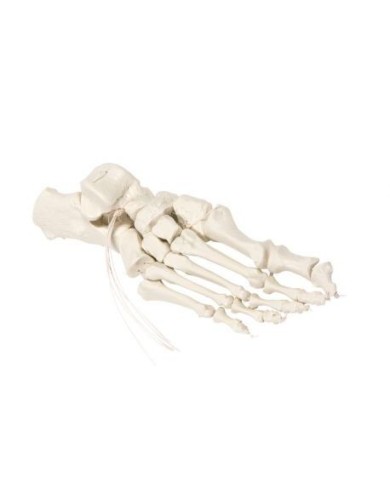 Erler Zimmer, modello anatomico di scheletro del piede montato su nylon 6061 Erler Zimmer, modello anatomico di scheletro del piede montato su nylon 6061