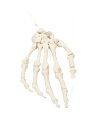 Erler Zimmer, modello anatomico di scheletro della mano montato su nylon 6004 Erler Zimmer, modello anatomico di scheletro della mano montato su nylon 6004