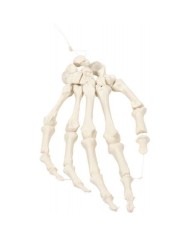 Erler Zimmer, modello anatomico di scheletro della mano montato su nylon 6004