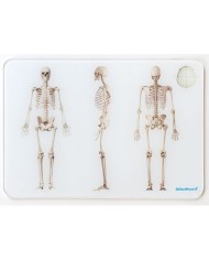 OsteoBoard Scheletro umano piccola