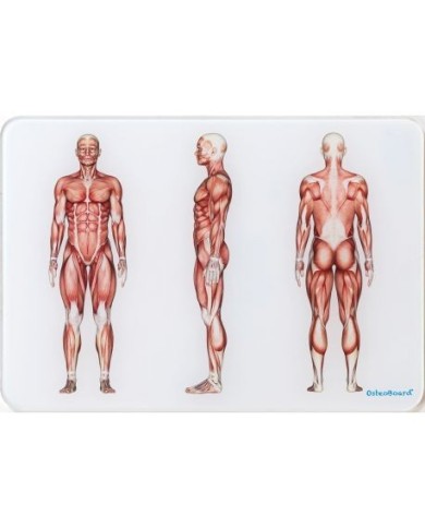 OsteoBoard - Il Sistema Muscolare -  piccola