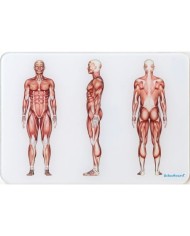 OsteoBoard - Il Sistema Muscolare -  piccola