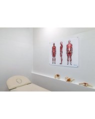 OsteoBoard - Il Sistema Muscolare -  grande