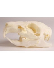 Cranio di Cavia con mascella variabile e patologica -  VET4510