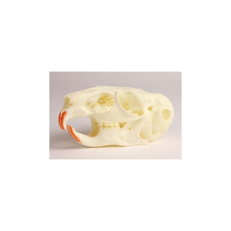 Cranio di Chinchilla con Patologie -Erler Zimmer  VET4500