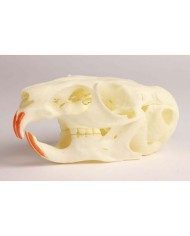 Cranio di Chinchilla con Patologie -Erler Zimmer  VET4500