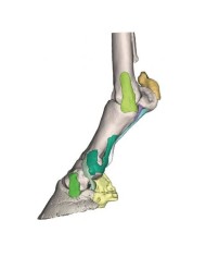 Piede di Cavallo Modello 4 -Erler Zimmer  VET4430