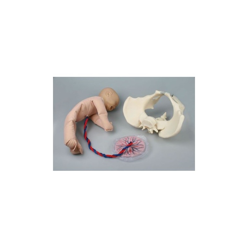 Erler Zimmer, Pelvi femminile con manichino di feto - 4071