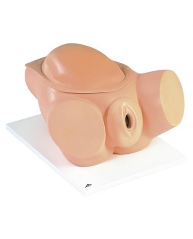 Simulatore di Parto 3B Scientific VG395
