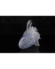 Erler Zimmer, modello anatomico trasparente di un vero cuore umano R50220