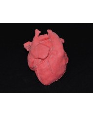 Cuore pediatrico con corretta trasposizione delle grandi arterie e patologia del setto ventricolare (VSD)  - Erler Zimmer G570