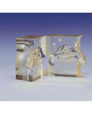Modello anatomico di naso trasparente a dimensioni naturali - Erler Zimmer LM05