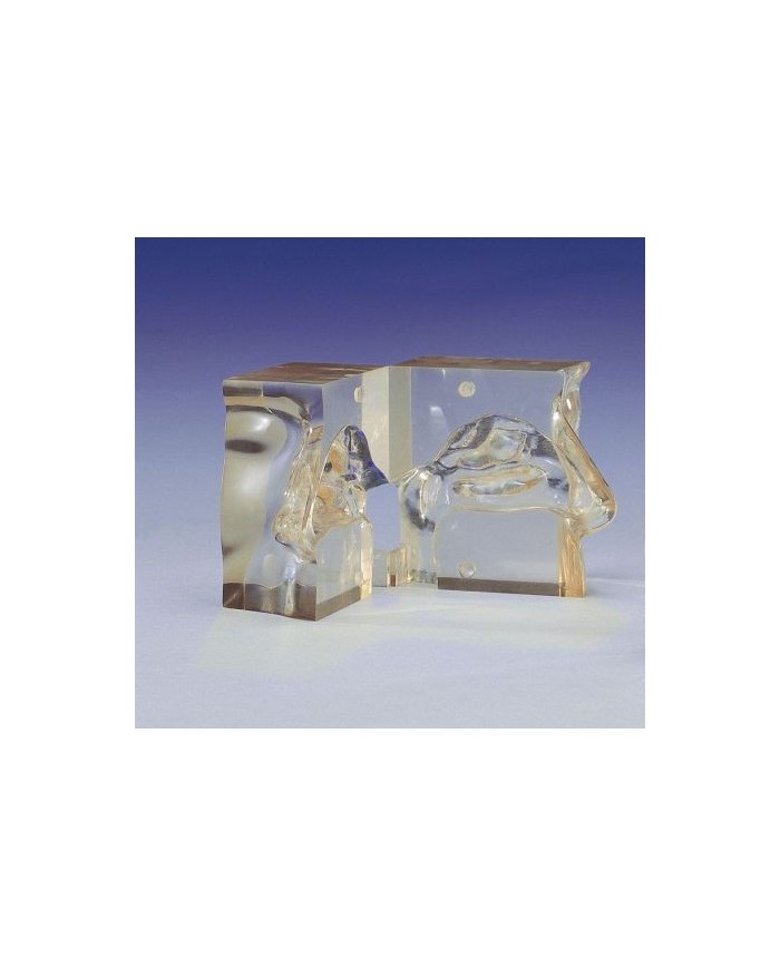 Modello anatomico di naso trasparente a dimensioni naturali - Erler Zimmer LM05