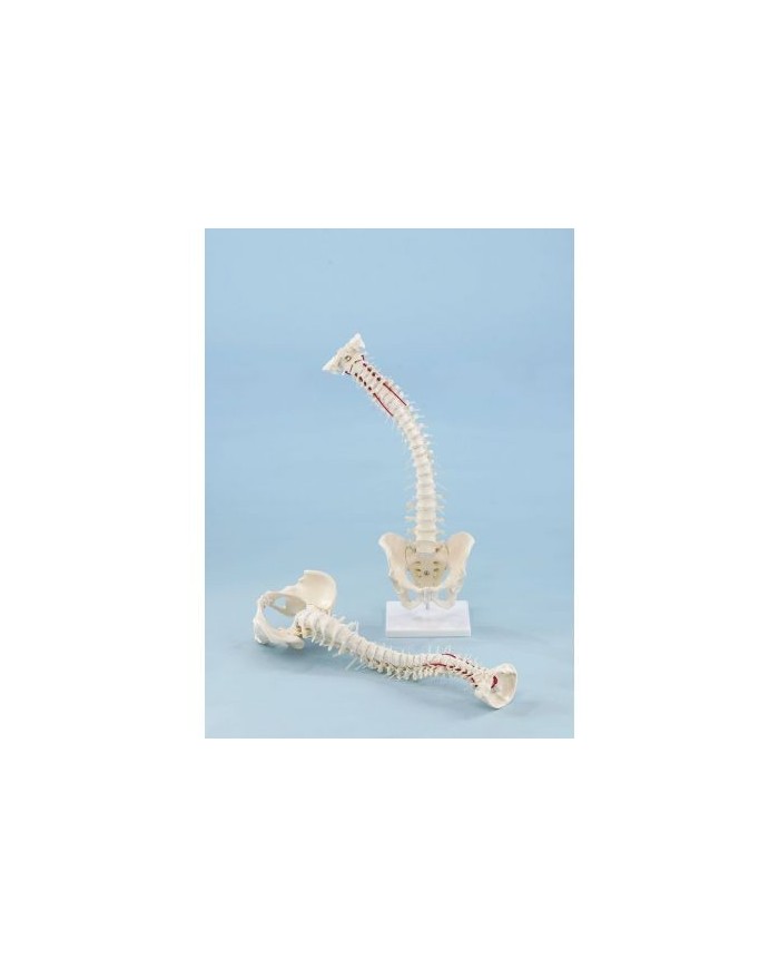 Erler Zimmer, modello di colonna vertebrale di alta qualità con bacino, su stand 4009
