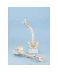 Erler Zimmer, modello di colonna vertebrale di alta qualità con bacino, su stand 4009