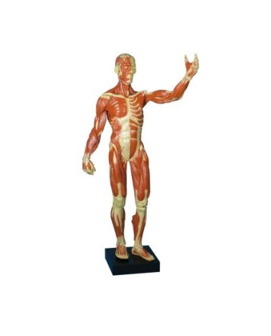 Erler Zimmer, Figura umana con muscoli in scala ridotta B90 Erler Zimmer, Figura umana con muscoli in scala ridotta B90