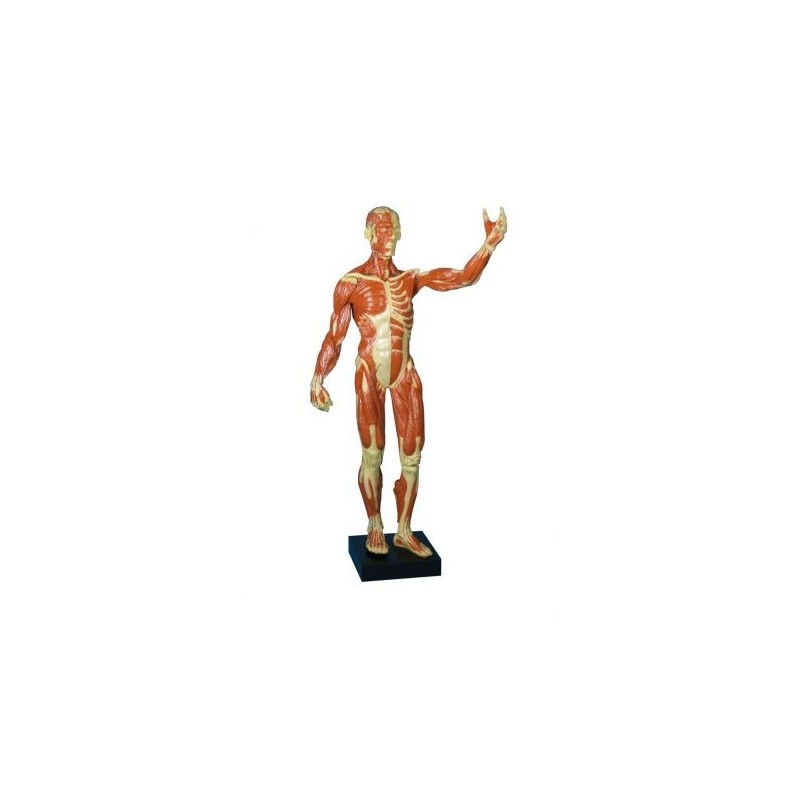 Erler Zimmer, Figura umana con muscoli in scala ridotta B90