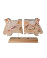 Erler Zimmer, modello anatomico, naso e organi olfattivi, ingrandito di 4 volte C70