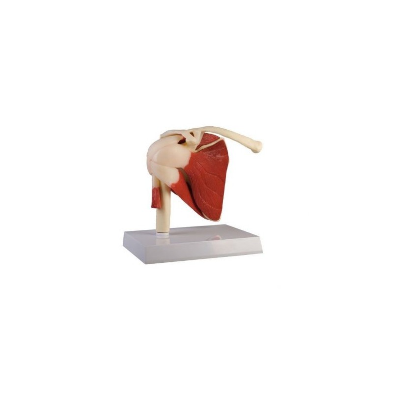 Erler Zimmer, modello anatomico di articolazione della spalla con legamenti e muscoli 4661