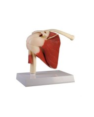 Erler Zimmer, modello anatomico di articolazione della spalla con legamenti e muscoli 4661